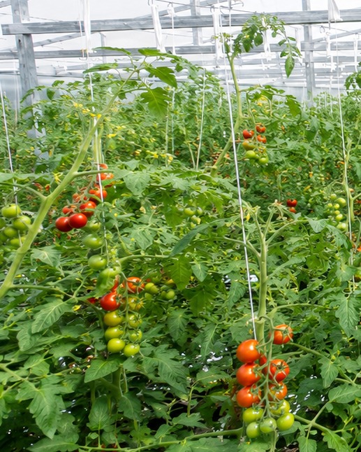 Vine tomatoes growing in the Sora Farms greenhouse