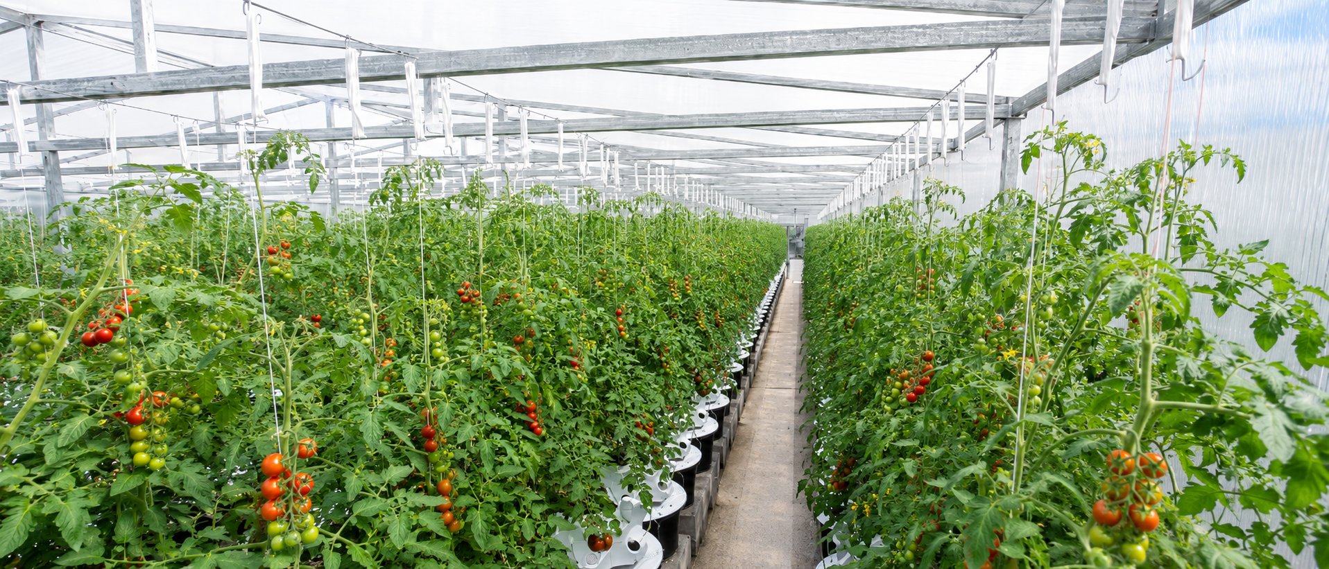 Sora Farms greenhouse with tomato plants, New Grove Mauritius
