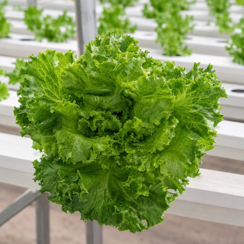Fresh lettuce and leafy greens on hydroponic growing racks