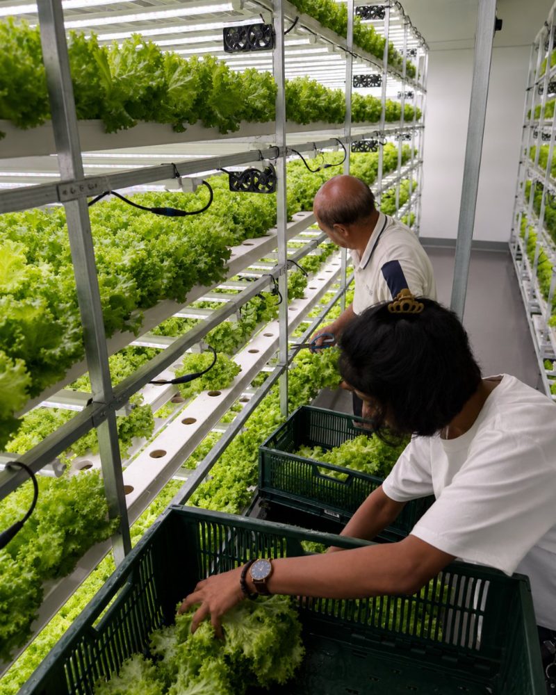 Sora Farms team harvesting fresh produce